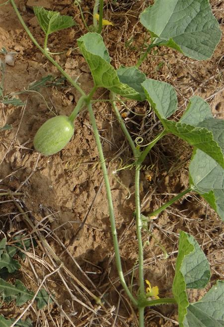  Developing fruit